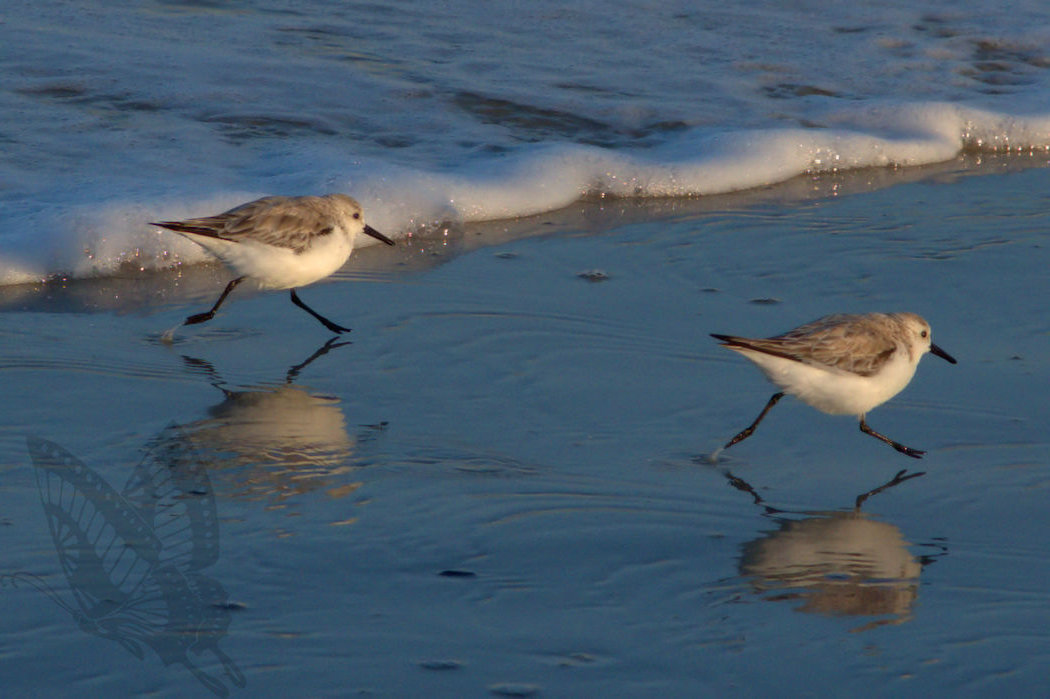 Sandpipers